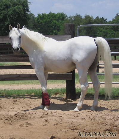 Al Adeed Al Shaqab ( Ansata Halim Shah x Sundar Alisayyah )